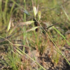 Rytidosperma sp. (Wallaby Grass) at Melrose - 25 Oct 2014 by michaelb
