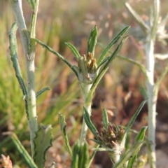 Euchiton sphaericus (Star Cudweed) at Old Tuggeranong TSR - 25 Oct 2014 by michaelb