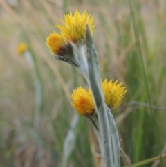 Chrysocephalum apiculatum (Common Everlasting) at Old Tuggeranong TSR - 25 Oct 2014 by MichaelBedingfield