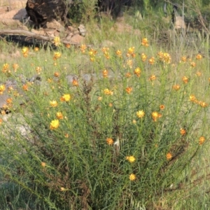 Xerochrysum viscosum at Chisholm, ACT - 25 Oct 2014 07:02 PM