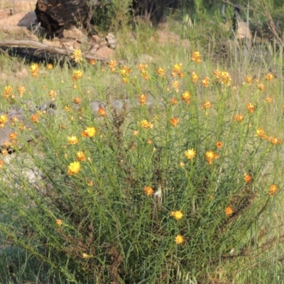 Xerochrysum viscosum (Sticky Everlasting) at Chisholm, ACT - 25 Oct 2014 by MichaelBedingfield