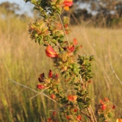 Pultenaea procumbens (Bush Pea) at Old Tuggeranong TSR - 25 Oct 2014 by michaelb