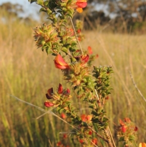 Pultenaea procumbens at Old Tuggeranong TSR - 25 Oct 2014 07:04 PM