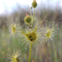 Drosera gunniana (Pale Sundew) at Chisholm, ACT - 25 Oct 2014 by MichaelBedingfield