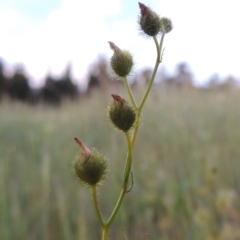 Drosera gunniana at Chisholm, ACT - 25 Oct 2014 07:09 PM