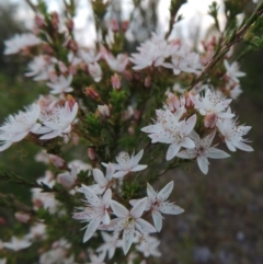 Calytrix tetragona (Common Fringe-myrtle) at Chisholm, ACT - 25 Oct 2014 by michaelb