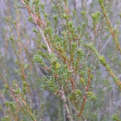 Calytrix tetragona (Common Fringe-myrtle) at Melrose - 30 Jun 2014 by michaelb