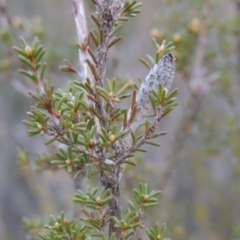 Calytrix tetragona at Old Tuggeranong TSR - 30 Jun 2014 06:00 PM