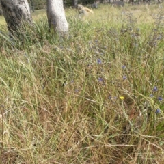 Dianella revoluta var. revoluta (Black-Anther Flax Lily) at Mount Ainslie to Black Mountain - 2 Nov 2014 by TimYiu