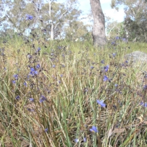 Dianella revoluta var. revoluta at Acton, ACT - 3 Nov 2014