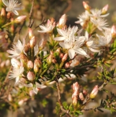 Calytrix tetragona (Common Fringe-myrtle) at Old Tuggeranong TSR - 25 Oct 2014 by MichaelBedingfield