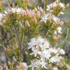 Calytrix tetragona at Old Tuggeranong TSR - 25 Oct 2014 06:33 PM