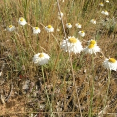 Leucochrysum albicans subsp. tricolor at Acton, ACT - 3 Nov 2014