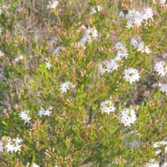 Calytrix tetragona (Common Fringe-myrtle) at Chisholm, ACT - 25 Oct 2014 by michaelb