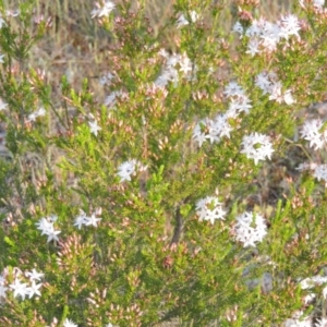 Calytrix tetragona at Chisholm, ACT - 25 Oct 2014