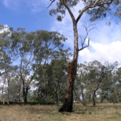 Eucalyptus melliodora (Yellow Box) at Acton, ACT - 2 Nov 2014 by TimYiu