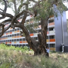 Eucalyptus bridgesiana (Apple Box) at Australian National University - 2 Nov 2014 by TimYiu
