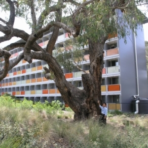 Eucalyptus bridgesiana at Acton, ACT - 3 Nov 2014