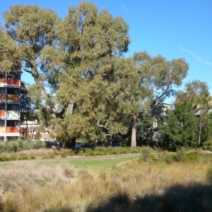 Eucalyptus bridgesiana at Acton, ACT - 3 Nov 2014