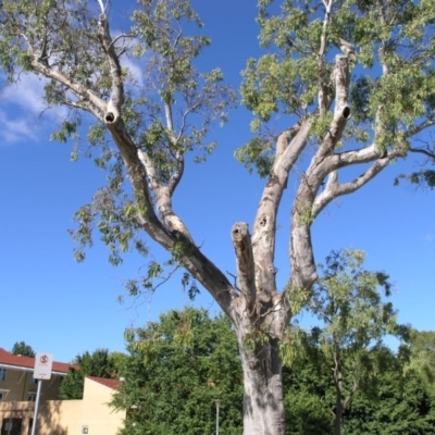 Eucalyptus blakelyi (Blakely's Red Gum) at Acton, ACT - 3 Nov 2014 by TimYiu