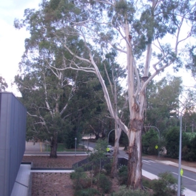 Eucalyptus viminalis (Ribbon Gum) at Acton, ACT - 3 Nov 2014 by TimYiu