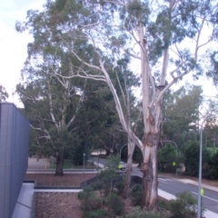 Eucalyptus viminalis (Ribbon Gum) at Australian National University - 2 Nov 2014 by TimYiu