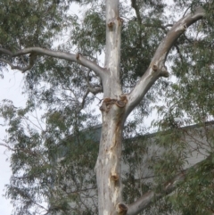 Eucalyptus mannifera (Brittle Gum) at Australian National University - 2 Nov 2014 by TimYiu