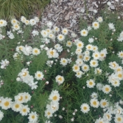 Rhodanthe anthemoides (Chamomile Sunray) at Acton, ACT - 28 Oct 2014 by TimYiu