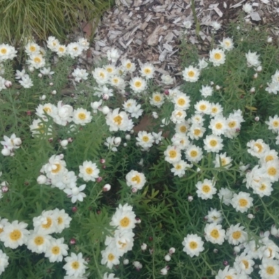 Rhodanthe anthemoides (Chamomile Sunray) at Australian National University - 27 Oct 2014 by TimYiu