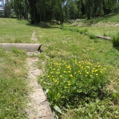 Ranunculus repens (Creeping Buttercup) at Australian National University - 3 Nov 2014 by TimYiu