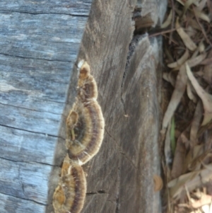 Trametes versicolor at Acton, ACT - 4 Nov 2014 12:00 AM