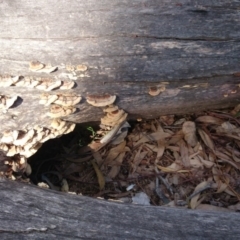 Trametes versicolor at Acton, ACT - 4 Nov 2014 12:00 AM