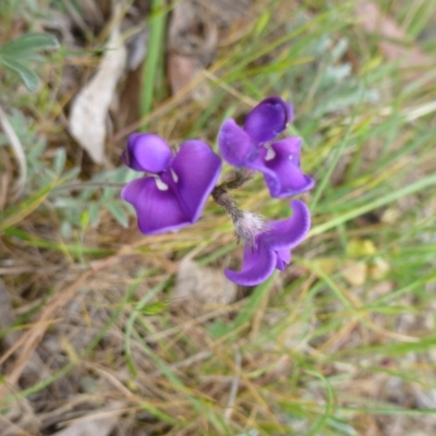 Swainsona behriana (Behr's Swainson-Pea) at Farrer Ridge - 4 Nov 2014 by lyndsey