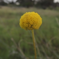 Craspedia variabilis (Common Billy Buttons) at Chisholm, ACT - 25 Oct 2014 by michaelb