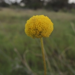 Craspedia variabilis (Common Billy Buttons) at Chisholm, ACT - 25 Oct 2014 by MichaelBedingfield