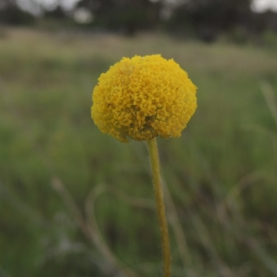 Craspedia variabilis (Common Billy Buttons) at Chisholm, ACT - 25 Oct 2014 by michaelb