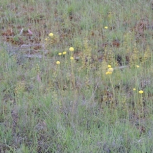 Craspedia variabilis at Chisholm, ACT - 25 Oct 2014