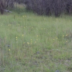 Craspedia variabilis at Chisholm, ACT - suppressed