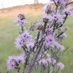 Kunzea parvifolia (Violet Kunzea) at Old Tuggeranong TSR - 25 Oct 2014 by michaelb