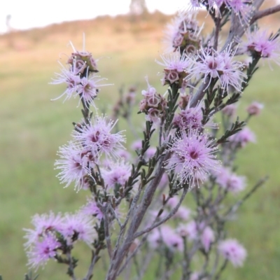 Kunzea parvifolia (Violet Kunzea) at Chisholm, ACT - 25 Oct 2014 by MichaelBedingfield