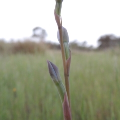 Thelymitra (Genus) (Sun Orchid) at Chisholm, ACT - 25 Oct 2014 by MichaelBedingfield