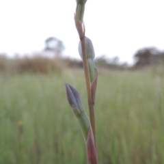 Thelymitra sp. (A Sun Orchid) at Old Tuggeranong TSR - 25 Oct 2014 by michaelb