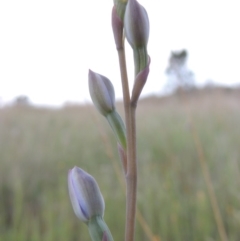 Thelymitra sp. at Chisholm, ACT - suppressed