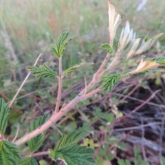 Rubus parvifolius (Native Raspberry) at Old Tuggeranong TSR - 25 Oct 2014 by MichaelBedingfield