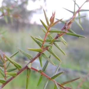 Acacia ulicifolia at Old Tuggeranong TSR - 25 Oct 2014 07:38 PM