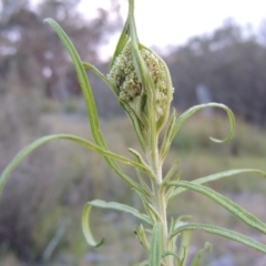 Cassinia longifolia (Shiny Cassinia, Cauliflower Bush) at Old Tuggeranong TSR - 25 Oct 2014 by MichaelBedingfield