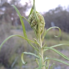 Cassinia longifolia (Shiny Cassinia, Cauliflower Bush) at Melrose - 25 Oct 2014 by michaelb