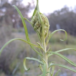 Cassinia longifolia at Old Tuggeranong TSR - 25 Oct 2014 07:39 PM