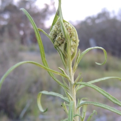 Cassinia longifolia (Shiny Cassinia, Cauliflower Bush) at Old Tuggeranong TSR - 25 Oct 2014 by MichaelBedingfield