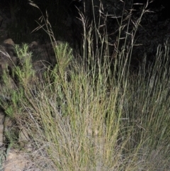 Rytidosperma pallidum (Red-anther Wallaby Grass) at Old Tuggeranong TSR - 25 Oct 2014 by michaelb